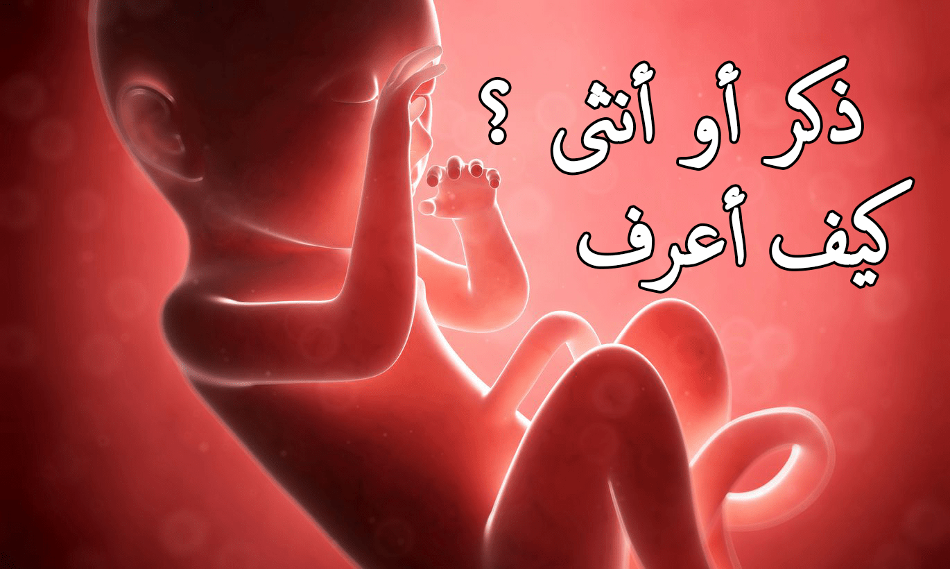 الفرق بين نمو الجنين الذكر والأنثى