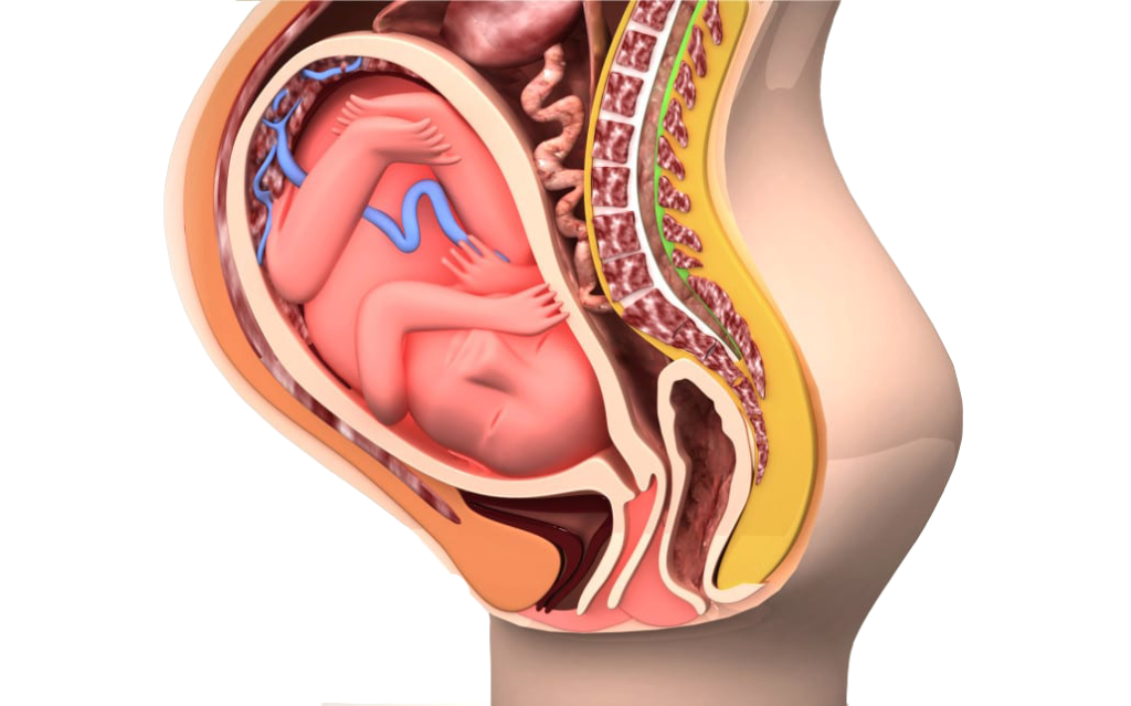 ضغط الجنين على المهبل في الشهر التاسع الأسباب وطرق التخفيف 1