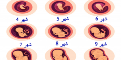 مراحل تكوين الجنين 3 فترات مهمة تمثل الحمل ولكل فترة مميزاتها