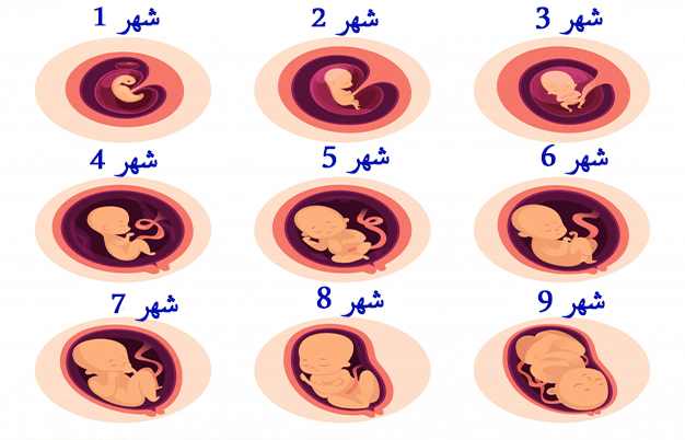 مراحل تكوين الجنين 3 فترات مهمة تمثل الحمل ولكل فترة مميزاتها إبحث