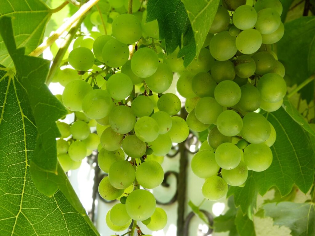 فوائد العنب الأخضر للجسم 