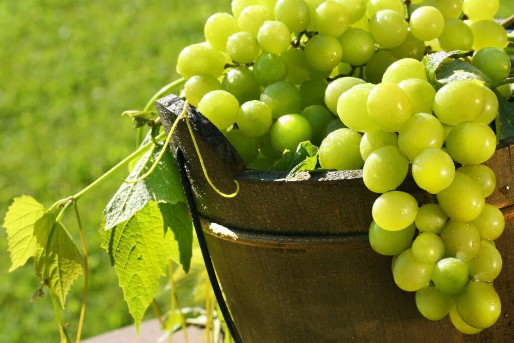 فوائد العنب الأخضر للرجيم
