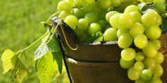 فوائد العنب الأخضر للرجيم والبشرة تُغنيك عن الدواء