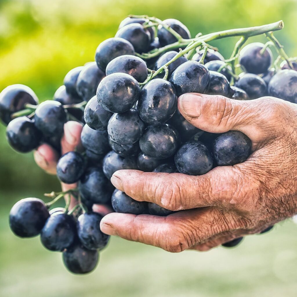 فوائد العنب الأسود للحمل 