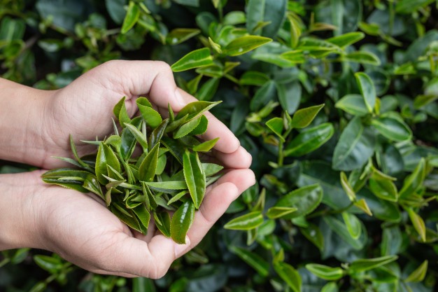 فوائد زيت الشاي الأخضر للبشرة 