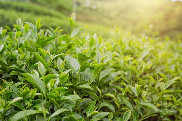 طرق استعمال زيت الشاي الأخضر للوجه الدهني